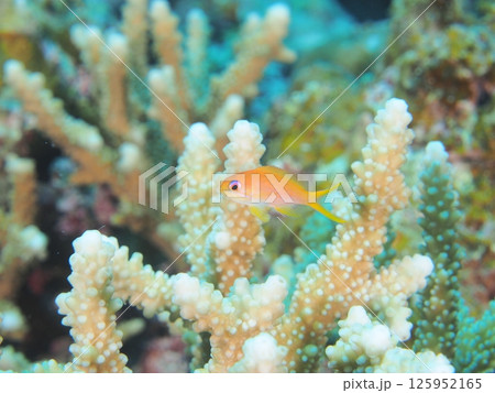 南国の海中生物、キンギョハナダイ 125952165