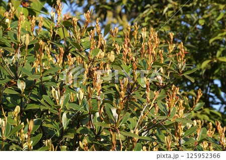 シャリンバイの蕾・2025年4月 シャリンバイの蕾・2025年4月 125952366