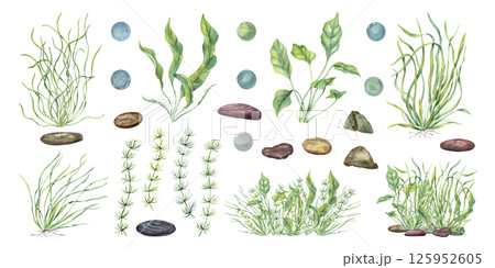 Hand painted watercolor collection of various seaweeds, aquatic plants and pebbles isolated background. Delicate marine botanical illustrations for eco friendly packaging, ocean themed design Hand painted watercolor collection of various seaweeds, aquatic plants and pebbles isolated background. Delicate marine botanical illustrations for eco friendly packaging, ocean themed design 125952605
