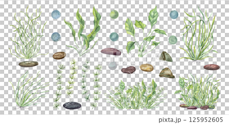Hand painted watercolor collection of various seaweeds, aquatic plants and pebbles isolated background. Delicate marine botanical illustrations for eco friendly packaging, ocean themed design Hand painted watercolor collection of various seaweeds, aquatic plants and pebbles isolated background. Delicate marine botanical illustrations for eco friendly packaging, ocean themed design 125952605