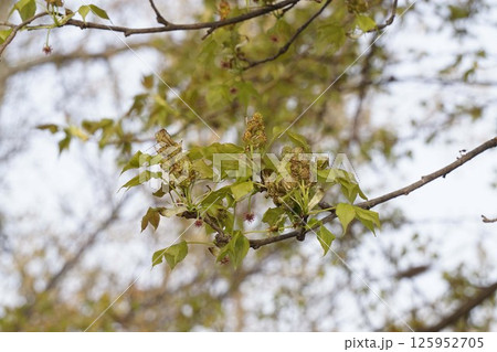 タイワンフウの花・2025年4月　 125952705