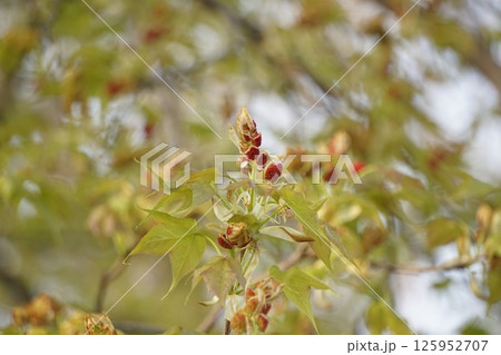 タイワンフウの花・2025年4月　 125952707