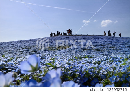 ロマンチック茨城（観客が歓喜の渦に包まれて、カメラのシャッターを切っていた。）国営ひたち海浜公園 125952716