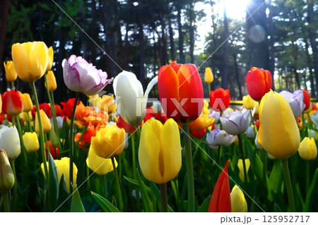 ロマンチック茨城(色とりどりの笑顔が笑っていた。)チューリップ・国営ひたち海浜公園・ひたちなか市 ロマンチック茨城(色とりどりの笑顔が笑っていた。)チューリップ・国営ひたち海浜公園・ひたちなか市 125952717