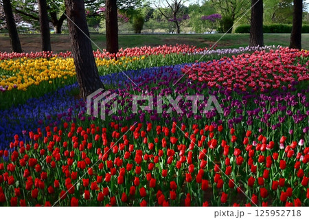 ロマンチック茨城（チューリップの「虹畑」チューリップワールド。）国営ひたち海浜公園・ひたちなか市 125952718