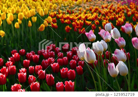 ロマンチック茨城（木漏れ日を浴びて微笑みかける。チューリップワールド。）国営ひたち海浜公園 125952719