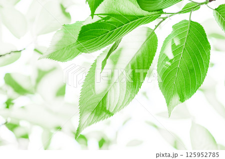 新緑の背景 125952785