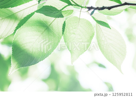 新緑の背景 125952811