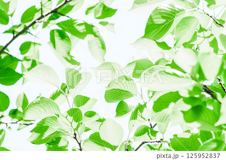 新緑の背景 125952837