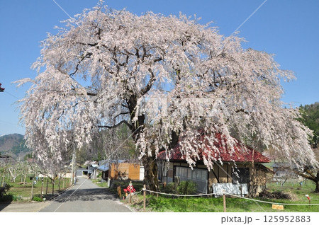 信州高山村の中塩のしだれ桜 信州高山村の中塩のしだれ桜 125952883