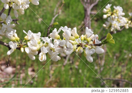 シロハナズオウの花 125952885