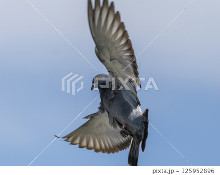 飛翔する鳩 125952896