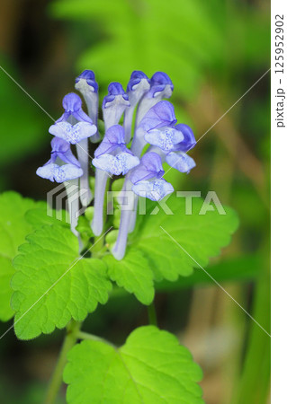タツナミソウの花 タツナミソウの花 125952902