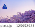 桜が満開に咲く春の風景 125952923