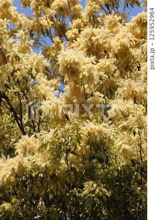 タカサゴジイの花・2025年4月　 125952964