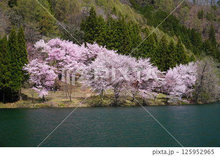 中綱湖に咲く満開の桜 125952965