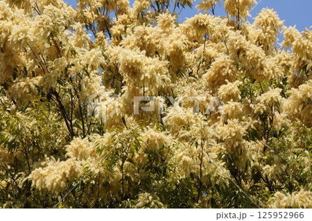 タカサゴジイの花・2025年4月　 125952966