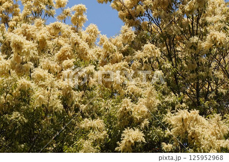 タカサゴジイの花・2025年4月　 125952968