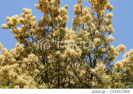 タカサゴジイの花・2025年4月　 125952969