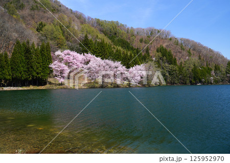 中綱湖に咲く満開の桜 125952970