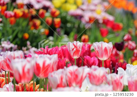 満開のカラフルなチューリップ畑 125953230