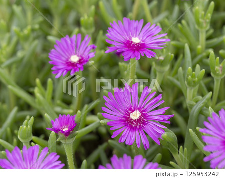 色鮮やかなマツバギクのクローズアップ 125953242