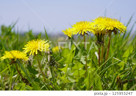 たんぼのあぜ道に密集するセイヨウタンポポ...1 125953247