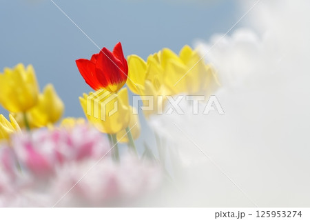 黄色いチューリップと一輪の赤いチューリップ 125953274