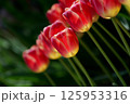 可愛らしい赤いチューリップ 125953316