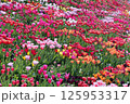 満開のカラフルなチューリップ畑 125953317