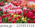 満開のカラフルなチューリップ畑 125953318