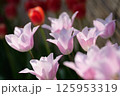 淡いピンク色のチューリップ 125953319