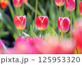 可愛く並んだ赤いチューリップ 125953320