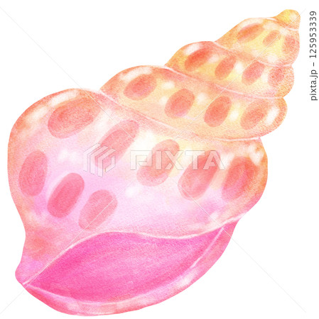 Pastel Pink gradient Conch Sea Shell Watercolor Seashell Pastel Pink gradient Conch Sea Shell Watercolor Seashell 125953339