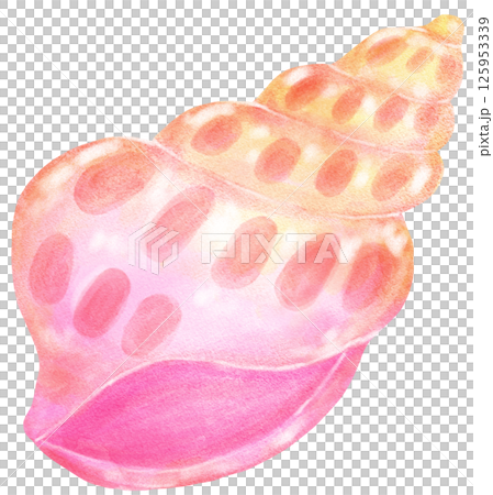 Pastel Pink gradient Conch Sea Shell Watercolor Seashell Pastel Pink gradient Conch Sea Shell Watercolor Seashell 125953339