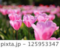 ピンク色のチューリップ畑 125953347