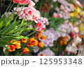かわいい赤と白のチューリップ 125953348