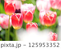 日差しを浴びる赤いチューリップ 125953352