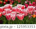 満開の赤と白のチューリップ 125953353