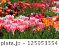 満開のチューリップ畑 125953354