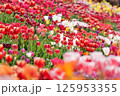 満開のチューリップ畑 125953355
