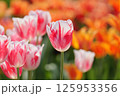 赤と白のチューリップ 125953356