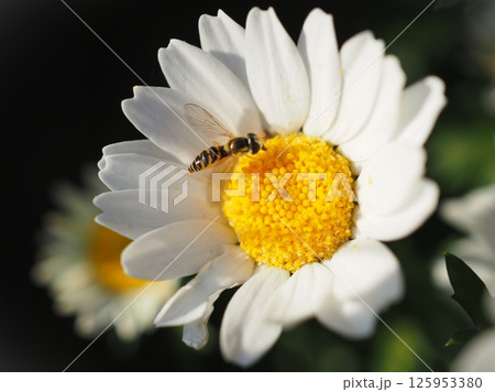 ノースポールの蜜を吸うハチ(20250427164859) ノースポールの蜜を吸うハチ(20250427164859) 125953380