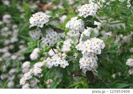 コデマリ 125953409