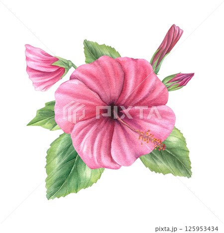 Pink hibiscus flowers with opening buds and leaves watercolor illustration isolated background. Floral bouquet for tropical wedding invitations, resort menus and Hawaiian party decor. Pink hibiscus flowers with opening buds and leaves watercolor illustration isolated background. Floral bouquet for tropical wedding invitations, resort menus and Hawaiian party decor. 125953434