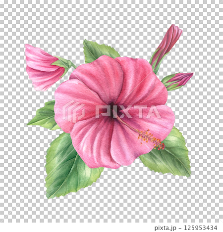 Pink hibiscus flowers with opening buds and leaves watercolor illustration isolated background. Floral bouquet for tropical wedding invitations, resort menus and Hawaiian party decor. 125953434