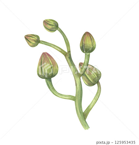 Hand painted green orchid branch with closed buds watercolor illustration isolated background. Floral tropical flowers for wedding invitations, beauty branding and home decor. 125953435