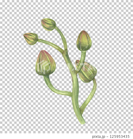 Hand painted green orchid branch with closed buds watercolor illustration isolated background. Floral tropical flowers for wedding invitations, beauty branding and home decor. 125953435
