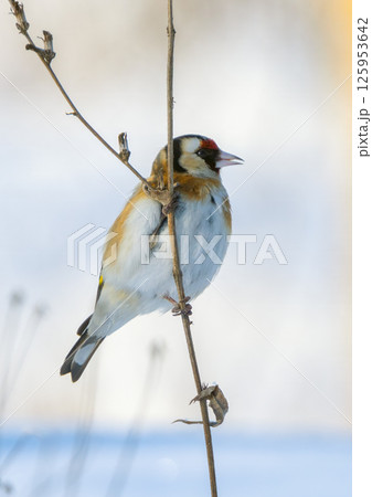 A goldfinch sits on a weed stalk sticking out from under the snow and pecks the seeds 125953642