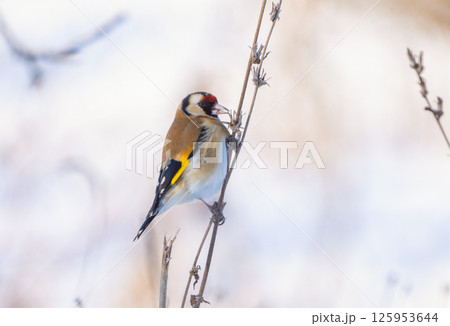 A goldfinch sits on a weed stalk sticking out from under the snow and pecks the seeds 125953644